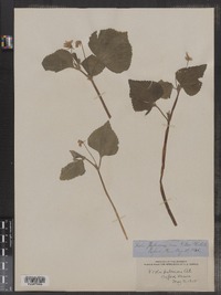 Viola pubescens image