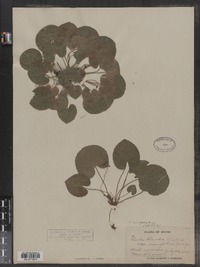 Viola renifolia image