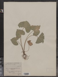 Viola septentrionalis image