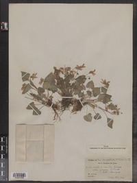 Viola septentrionalis image