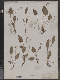 Image of Viola modesta