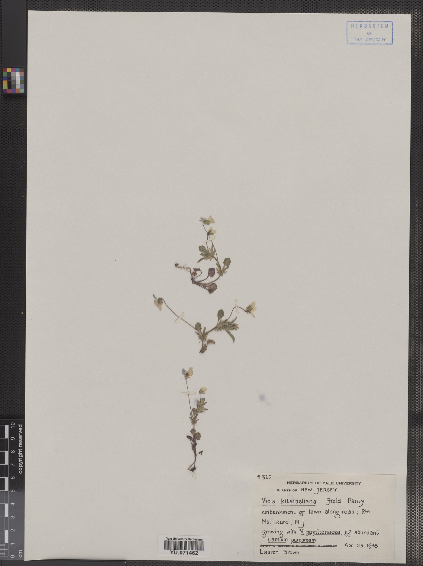 Viola kitaibeliana image