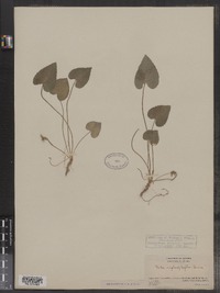 Viola nephrophylla image