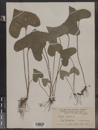 Viola sororia image