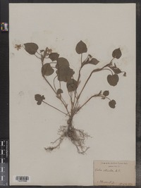 Viola striata image