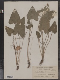 Viola porteriana image
