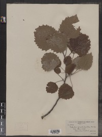 Populus grandidentata image