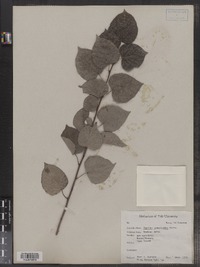 Populus tremuloides image