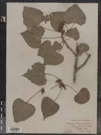 Populus deltoides image