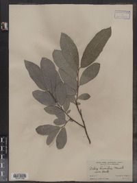 Salix humilis image