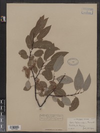 Salix pyrifolia image