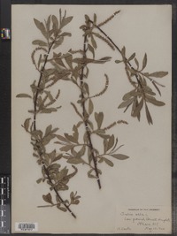 Salix alba image