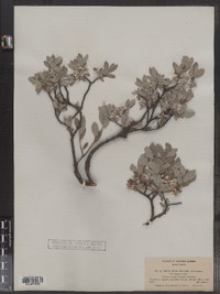 Image of Salix brachycarpa