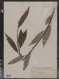 Image of Salix decipiens