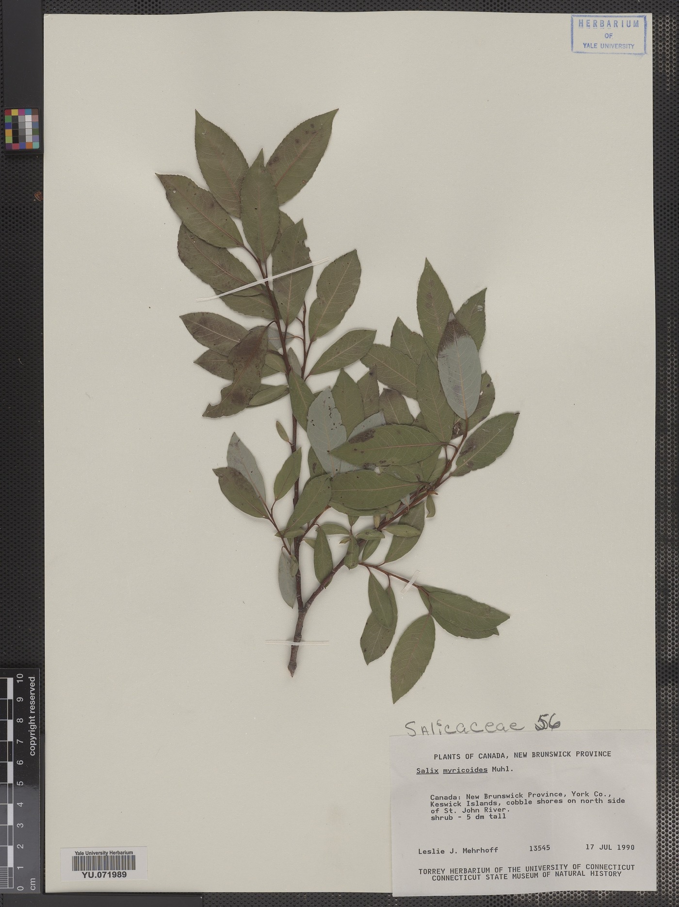 Salix myricoides image