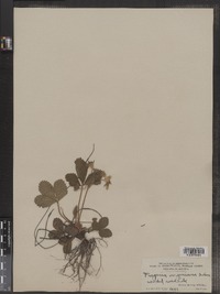 Fragaria virginiana image