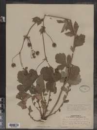 Geum macrophyllum image