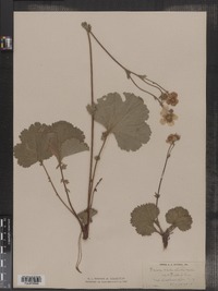 Geum peckii image