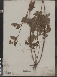 Geum virginianum image