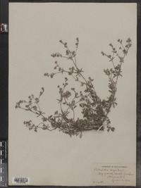 Potentilla argentea image