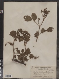 Rubus argutus image