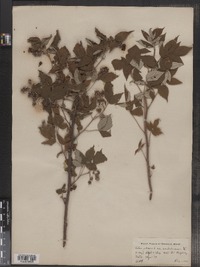 Rubus idaeus image