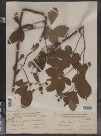 Rubus argutus image