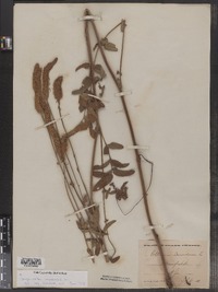 Sanguisorba canadensis image