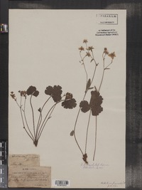 Waldsteinia fragarioides image