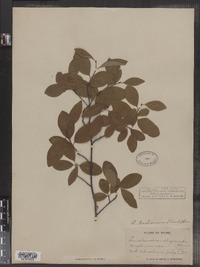 Amelanchier bartramiana image