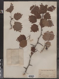 Crataegus acutiloba image