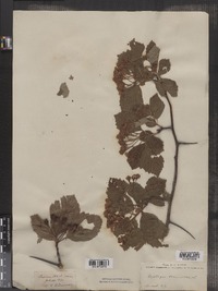 Crataegus calpodendron image