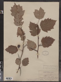 Crataegus flabellata var. grayana image