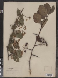 Crataegus succulenta image