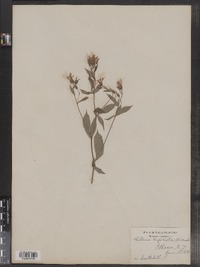 Gillenia trifoliata image