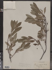 Prunus pumila var. depressa image