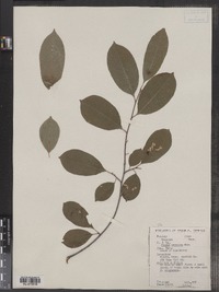 Prunus serotina image