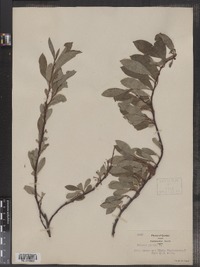 Prunus pumila var. depressa image