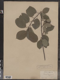 Prunus virginiana image