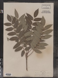 Image of Pyrus sambucifolia