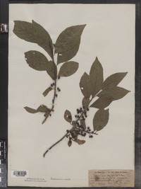 Rhamnus alnifolia image