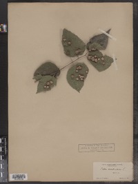 Celtis occidentalis image