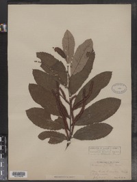 Castanea pumila image