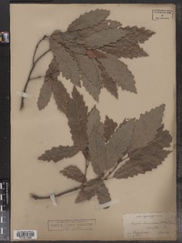 Quercus muehlenbergii image