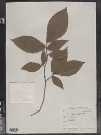 Fagus grandifolia image