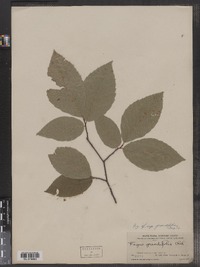 Fagus grandifolia image