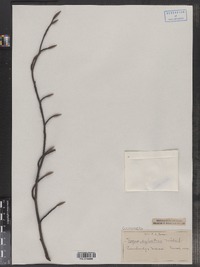 Fagus sylvatica image