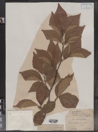 Fagus grandifolia image