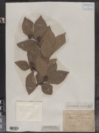 Fagus grandifolia var. grandifolia image