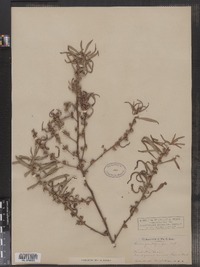 Ludwigia polycarpa image